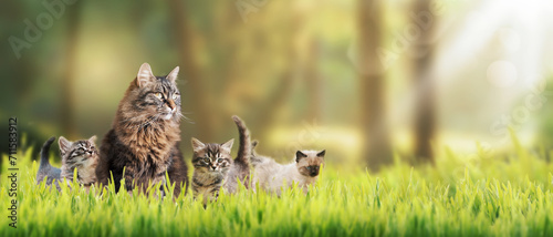 Cute cat with kittens outdoors #711583912