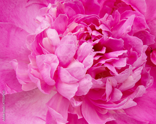 Beautiful pink peony isolated on white background