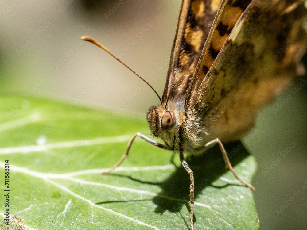 Obraz premium mariposa marron de cerca