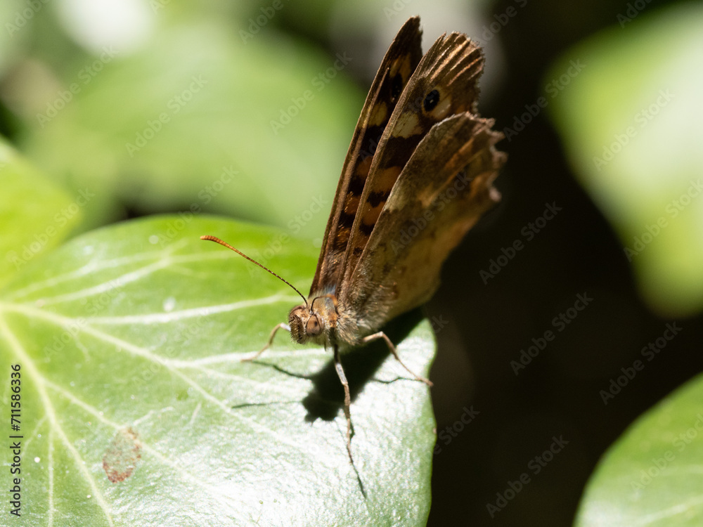 Obraz premium mariposa marron de cerca