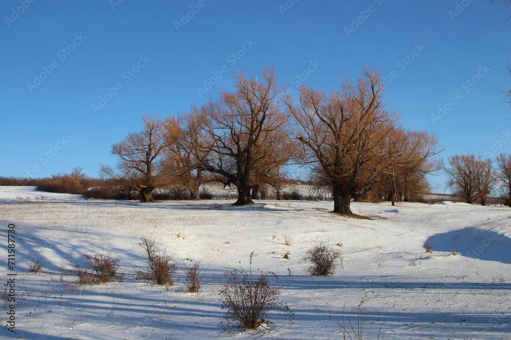A snowy field with trees A snowy field with trees