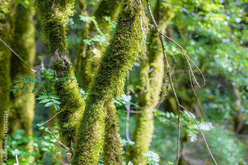 Very old forest in France on trees grows a moss