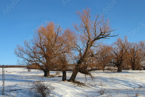 A group of trees in a snowy field