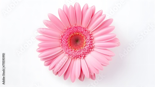 Pink flower gerbera isolated on white background.