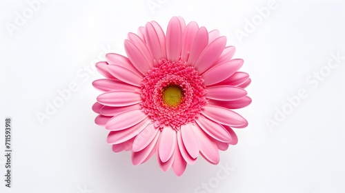 Pink flower gerbera isolated on white background.
