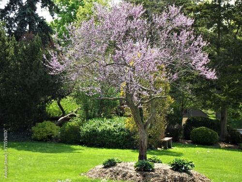 Blooming in the Park