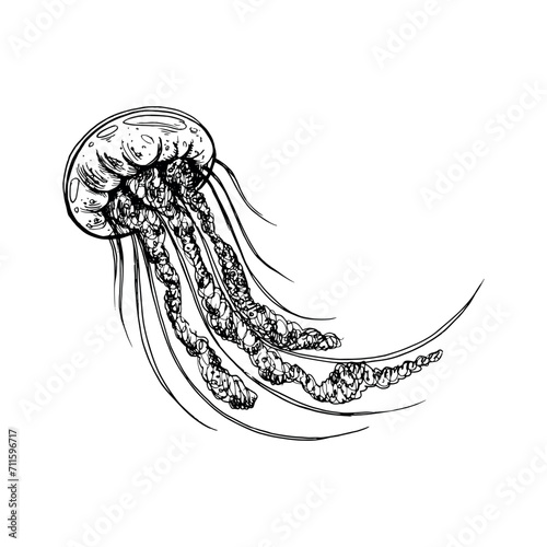 Underwater world clipart with Jellyfish. Graphic illustration hand drawn in black ink. Isolated object EPS vector.