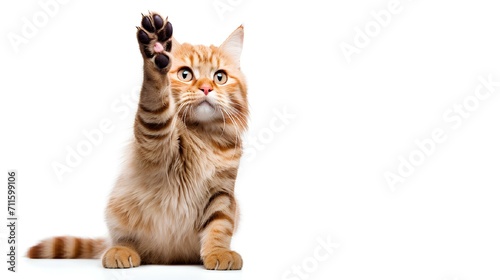 A beautiful fluffy red cat high-fives on a white background. 