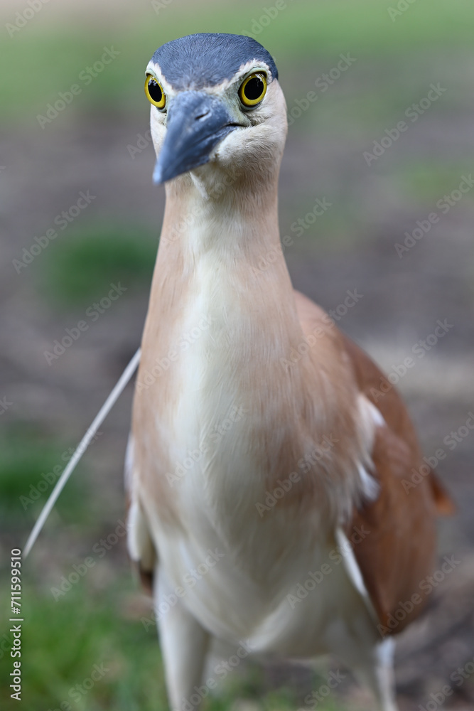 Close up of an adult nankeen night heron, seen from in front, with a shallow depth of field and the bird's yellow and black eyes in focus Close up of an adult nankeen night heron, seen from in front, with a shallow depth of field and the bird's yellow and black eyes in focus