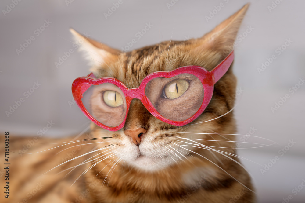 Beautiful charming Bengal cat wearing pink glasses.