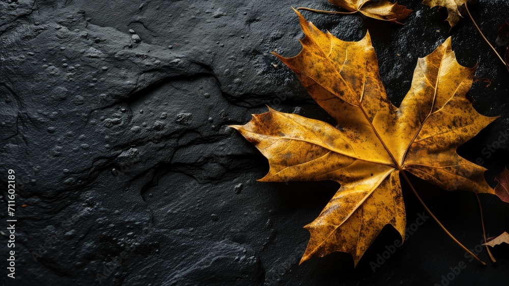 Dried maple leaf on a rough black background with water droplets Dried maple leaf on a rough black background with water droplets