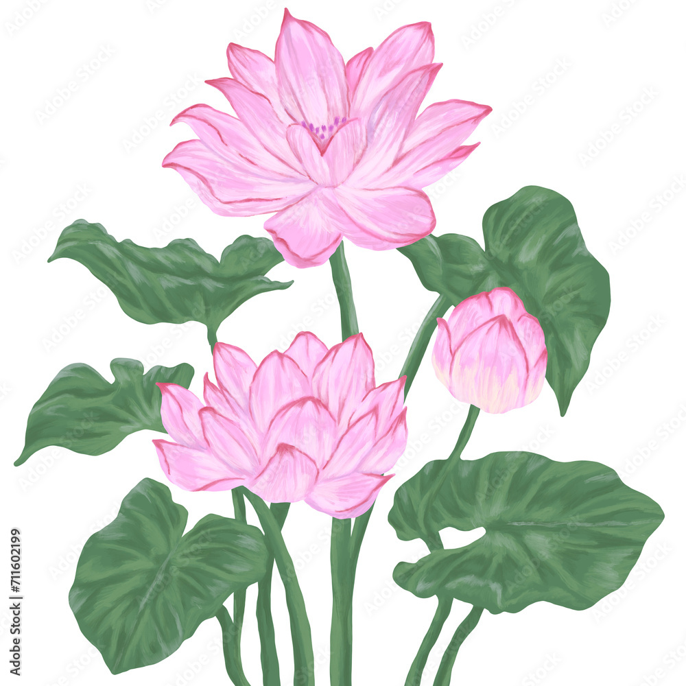 Lotus plant flower digital painting illustration