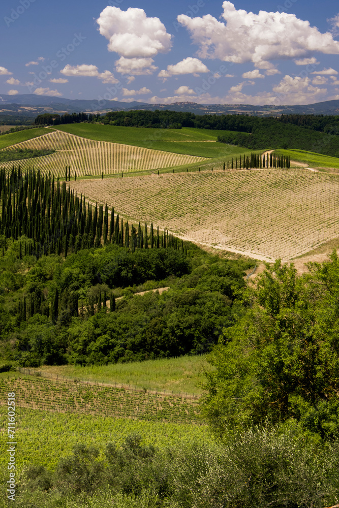 Vineyards of sangiovese in tuscany near Castellina in Chianti