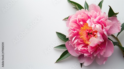 Lush pink peony with detailed petals on white