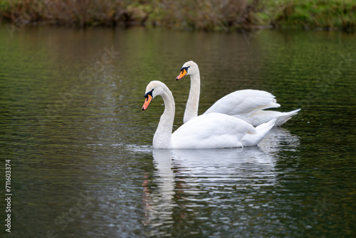 A Pair of Swans at RAF Greenham Common near Newbury  England