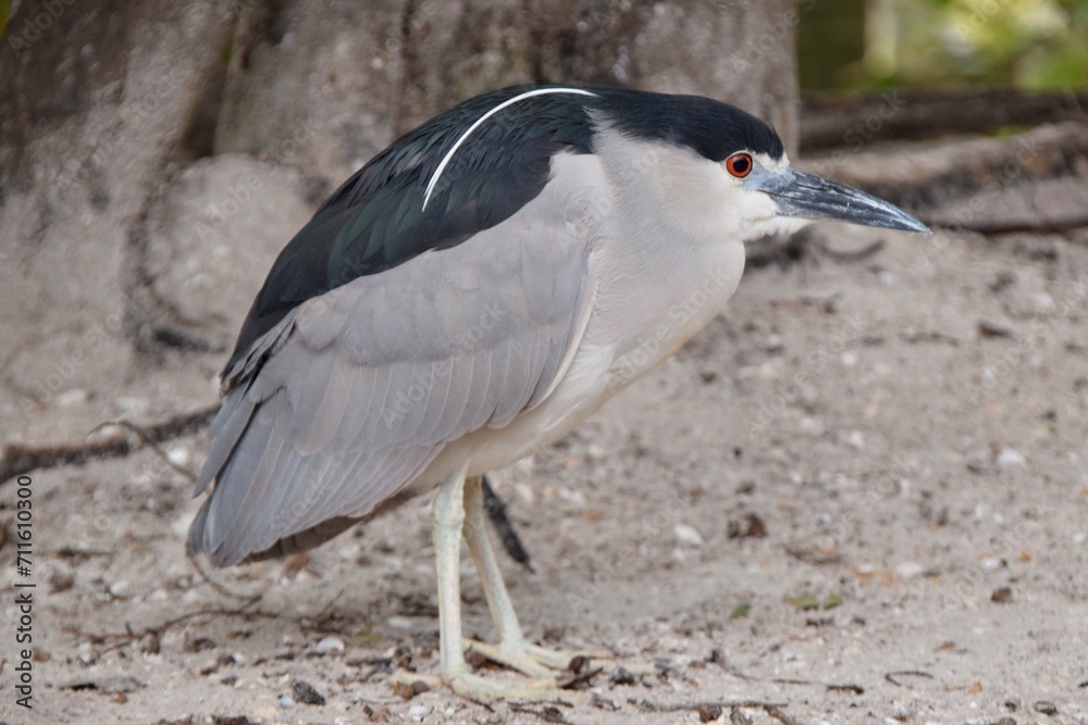 Fototapeta premium black crowned night heron bird on ground