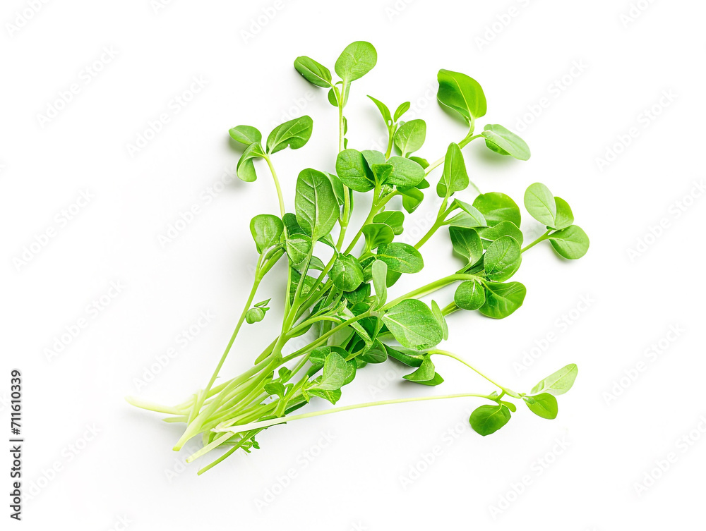 Watercress vegetable isolated on white background. Minimalist style.  