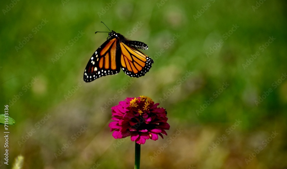 Fototapeta premium Butterfly