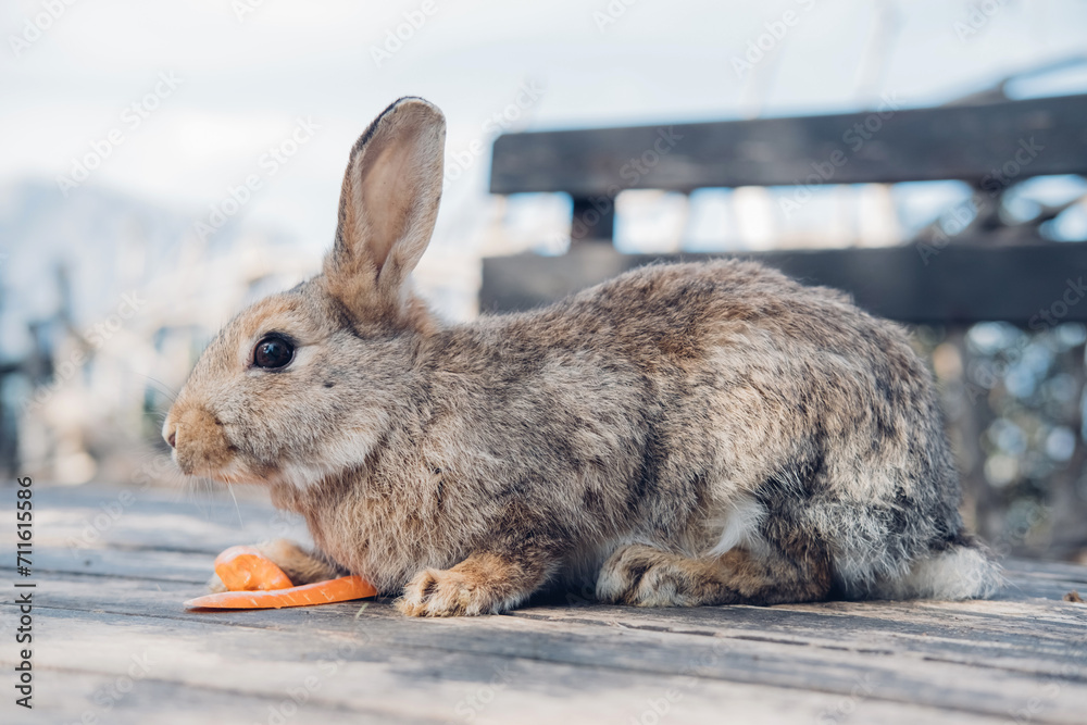 Fototapeta premium Cute funny domestic rabbit eating carrot. Farm life