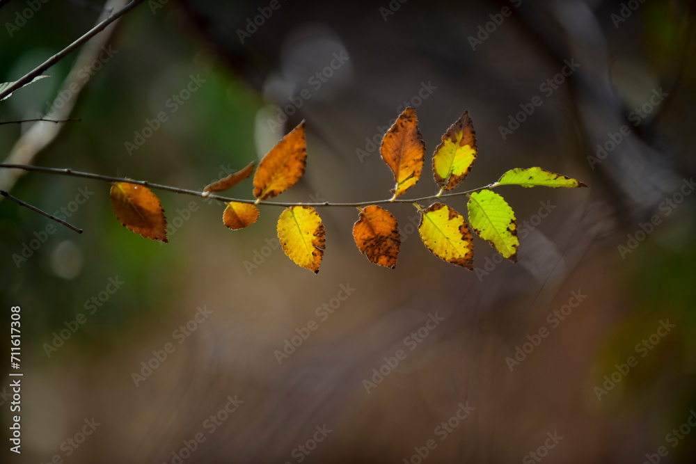 Obraz premium Autumn leaves in the forest, La Pampa Province, Patagonia, Argentina.