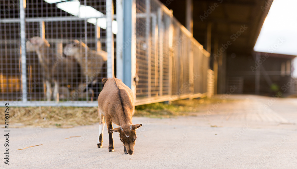 Naklejka premium Kid walking in the zoo