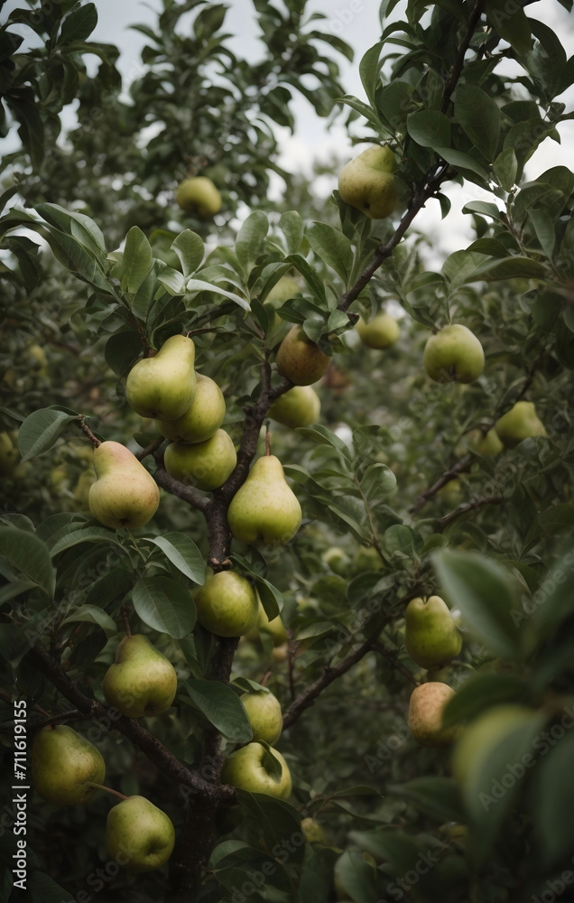 Pears On Pear tree 
