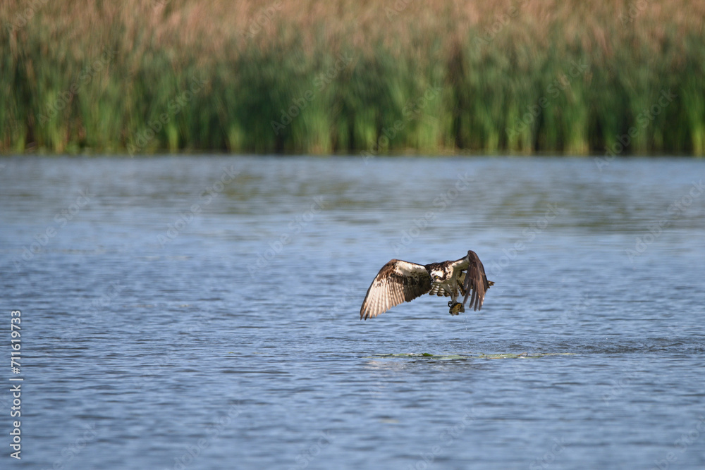 Fototapeta premium Osprey bird plunging down to catch fish along a bay in Lake Ontario