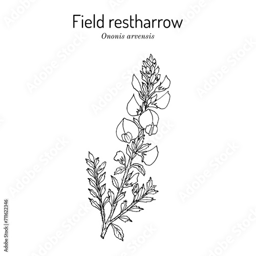 Field restharrow (Ononis arvensis), medicinal plant
