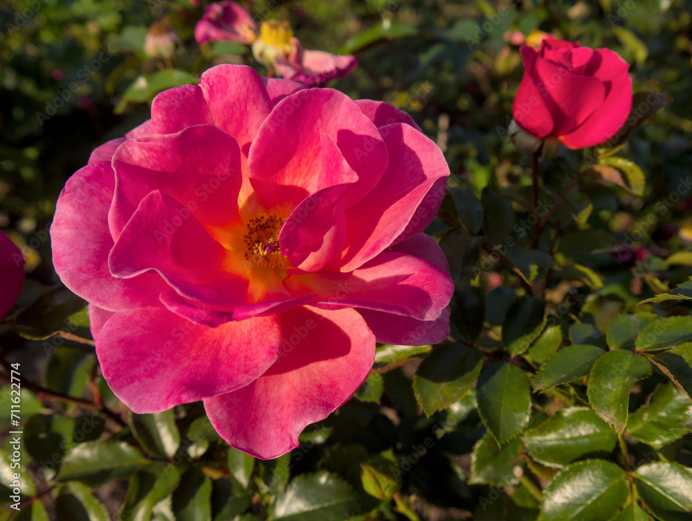 Blooming Pink Roses Bathed in Sunlight, close-up shot