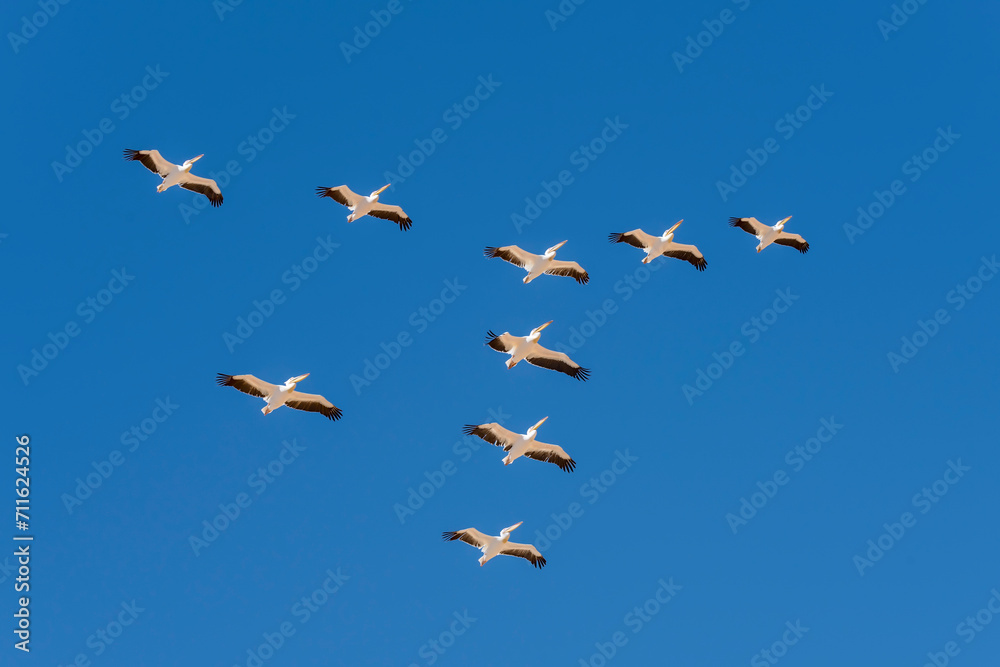 flock of pelicans flying in formation near Sandwich Harbour, Namibia flock of pelicans flying in formation near Sandwich Harbour, Namibia