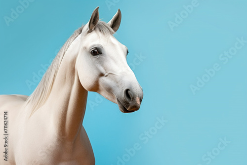 horse on blue background, copy space for text © Salawati