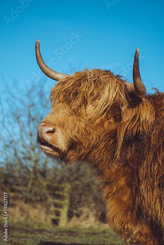 highland cow with horns