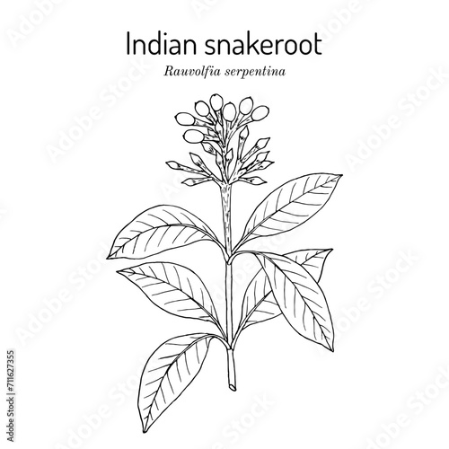 Indian snakeroot, or serpentine wood (Rauvolfia serpentina), medicinal plant photo