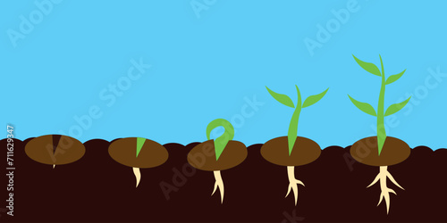 Plant seed germination process stages. Vector illustration
