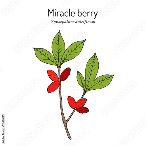 Miracle berry (Synsepalum dulcificum), edible and medicinal plant.