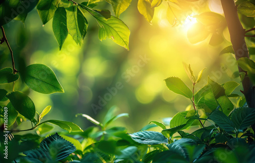Nature product backdrop, green trees and sunlight photo
