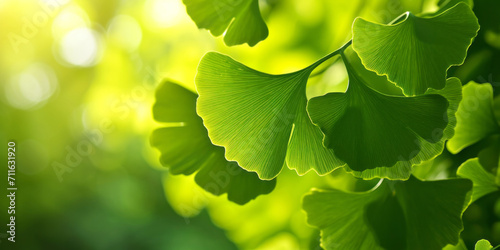 Fresh green ginkgo biloba tree leaves against blurred nature background in sunlight. Alternative medicine plant. photo