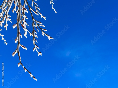 close up snow covered tree with blue sky