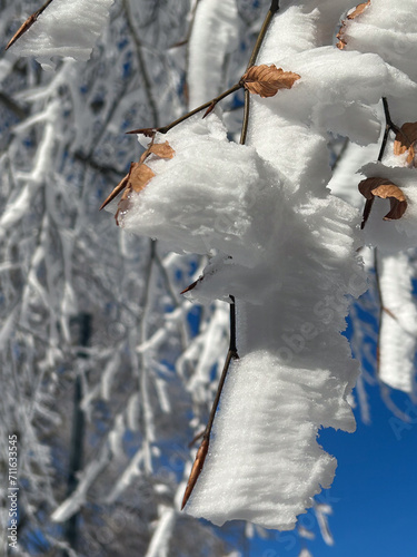 close up snow covered tree with blue sky