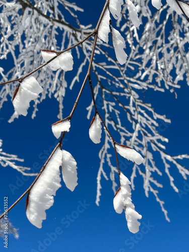close up snow covered tree with blue sky