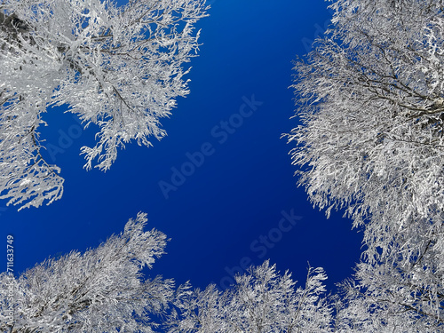 snow covered trees in the forest with blue sky in winter




