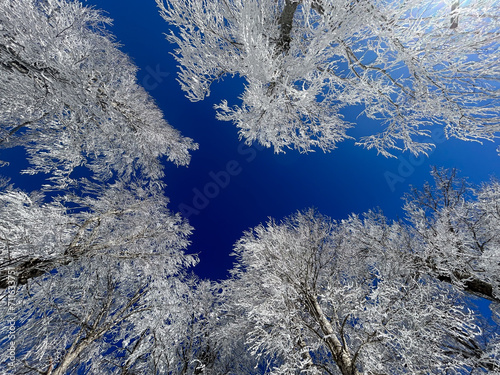 snow covered trees in the forest with blue sky in winter




