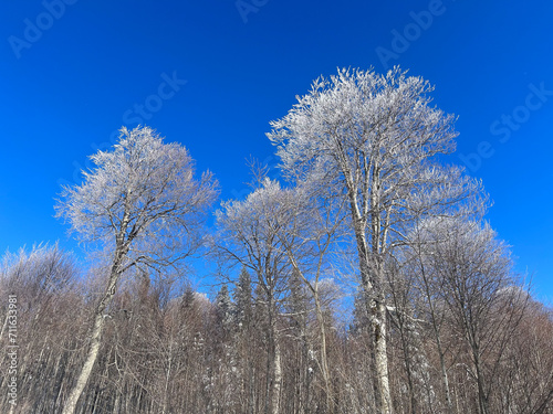 snow covered trees in the forest with blue sky in winter




