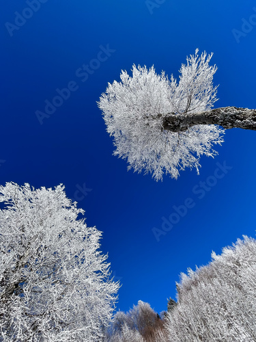 snow covered trees in the forest with blue sky in winter




