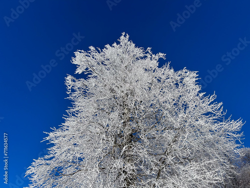 snow covered trees in the forest with blue sky in winter




