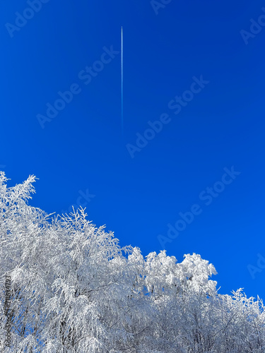 snow covered trees in the forest with blue sky in winter




