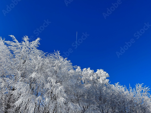 snow covered trees in the forest with blue sky in winter




