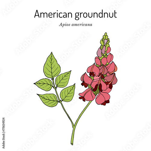 American groundnut, or potato bean (Apios americana), edible and medicinal plant