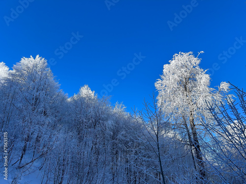 snow covered trees in the forest with blue sky in winter




