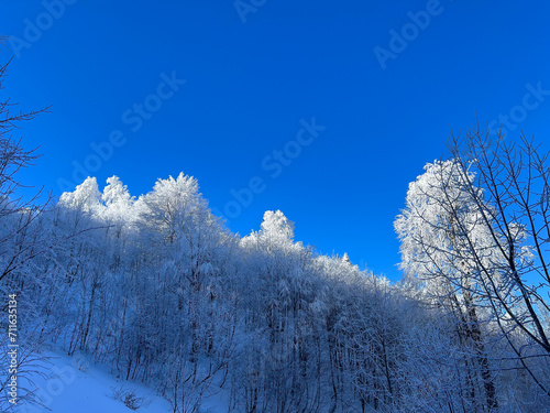 snow covered trees in the forest with blue sky in winter




